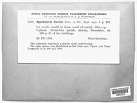 Image of Spathularia flavida